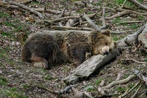 oso pardo durmiendo. oso durmiendo en la cima de una colina en el bosque. ursus arctos foto