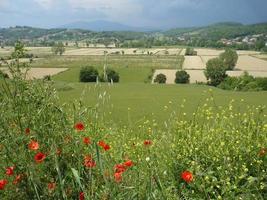 Flowers on the mountain field. Beautiful natural landscape in the summer time photo