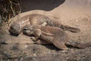 Two sguirel in sand Xerus inauris photo