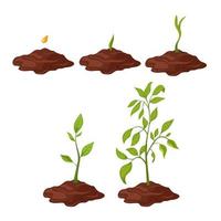 plant gtowth cartoon vector illustration