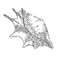 concha mar boceto dibujado a mano vector