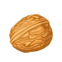 walnut nut cartoon vector illustration