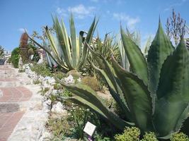 Many various cactuses of different size. Cultivation of cacti. photo