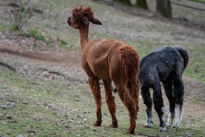 Two beautiful llamas Alpaca- Photograph brown and black llama, both in a farm field. photo