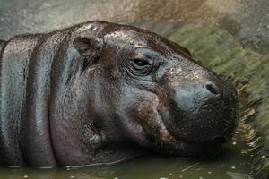 Pygmy hippopotamus in water - Hexaprotodon liberiensis. Liberian Hippo. photo