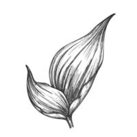 Rhapis Robusta Tropical Leaf Hand Drawn Vector