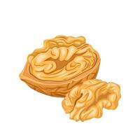 walnut kernel cartoon vector illustration