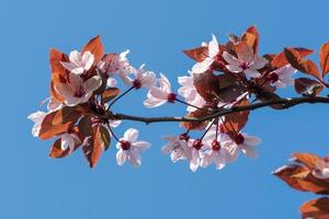 Spring cherry blossoms, pink flowers. photo