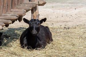 Black goat Capra aegagrus hircus. Cameroon goat. photo