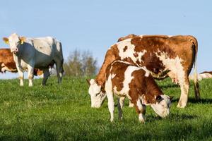 vacas lecheras marrones y blancas, calwes y toros en pasto foto