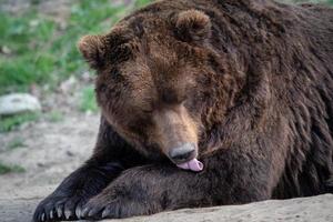Portrait of brown bear Ursus arctos beringianus. Kamchatka brown bear. photo