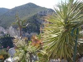 Many various cactuses of different size. Cultivation of cacti. photo