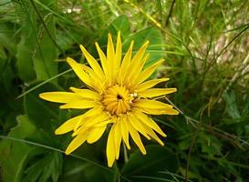 Flowers of alpine meadows. Small mountain flower photo