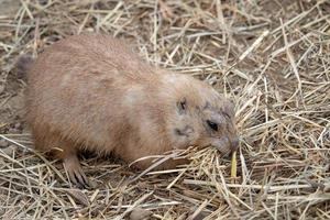 un perrito de las praderas cynomys ludovicianus comiendo paja foto