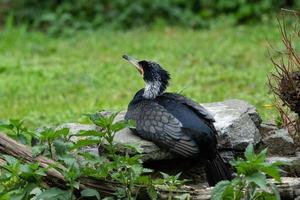 Little black cormorant perched on a rock photo