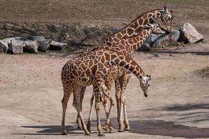 tres jirafas en el paisaje seco giraffa camelopardalis reticulata foto