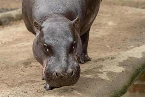 Pygmy hippopotamus - Hexaprotodon liberiensis. Liberian Hippo. photo