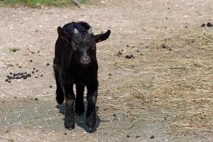 Black goat Capra aegagrus hircus. Cameroon goat. photo