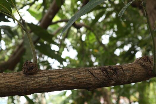 mango tree trunk with leaves background photo