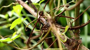 ants walking on tree branches photo