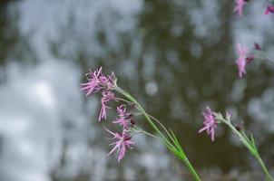 plant cuckoo color , wildflowers pink small photo