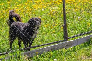 the dog looks out from behind the mesh fence photo