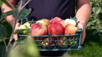 Farmer holding a plastic crate with freshly picked apples. Harvesting fruit in garden at autumn. Red apple from organic farm. Red yellow apples in a plastic crate. Template for advertising. Close-up. photo