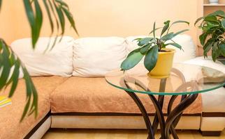 Stylish trendy home real interior with light corner sofa and green different house plants. photo