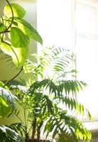 Green house plants in real room near sunlit window. Blurred home garden background with copy space. photo