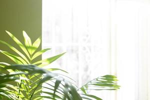 Green house plant - tropical palm in room near sunlit window. Blurred home garden backdrop. Copy space. Soft focus. photo