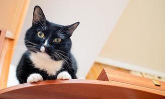 Pet black and white cat is sitting on brown wardrobe near ceiling and looking at camera. photo