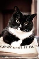 Black and white cat lying on sheet music book and looking at camera. photo