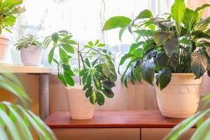 Different indoor plants in living room near window. Stylish composition of home garden in interior with house plants. photo