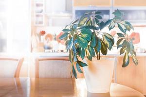 Beautiful green schefflera house plant on sunlit real kitchen background. House plants in interior. photo