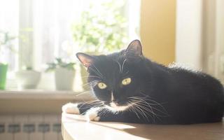 Funny black cat is lying on table near window with green house plants and basking in sun. photo