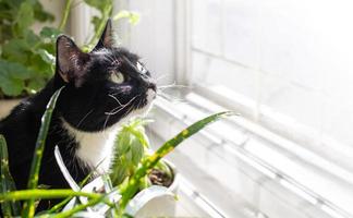 Black and white cat sitting before sunlit window among green home plants and looking up to it. photo