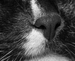 Close-up part of muzzle of black and white cat. Black and white photo. photo
