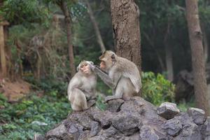 Two monkeys are looking for lice for each other on a rock in the forest. photo