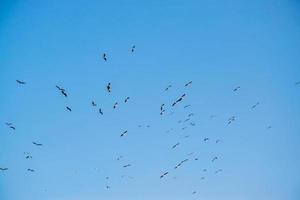 pájaros volando en el cielo azul foto