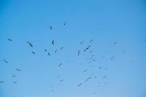 birds flying in the blue sky photo