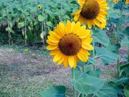 sunflower blooming in the garden photo