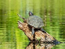 turtle perched on a tree stump photo