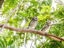 Two spotted owls on a branch photo