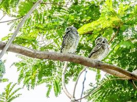 Two spotted owls on a branch photo