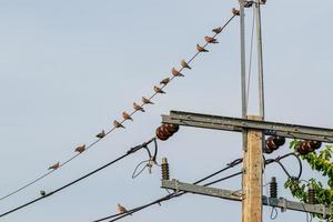 family Red Collared Dove perched on wire photo