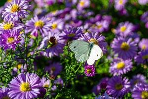 Beautiful flower butterfly monarch on background meadow photo