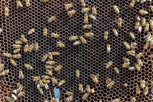 Abstract hexagon structure is honeycomb from bee hive filled photo