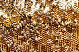 Abstract hexagon structure is honeycomb from bee hive filled photo