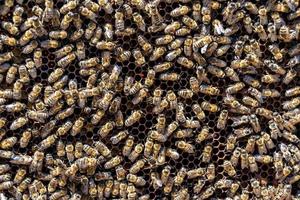 Abstract hexagon structure is honeycomb from bee hive filled photo