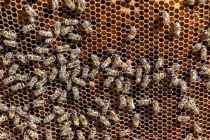 Abstract hexagon structure is honeycomb from bee hive filled photo